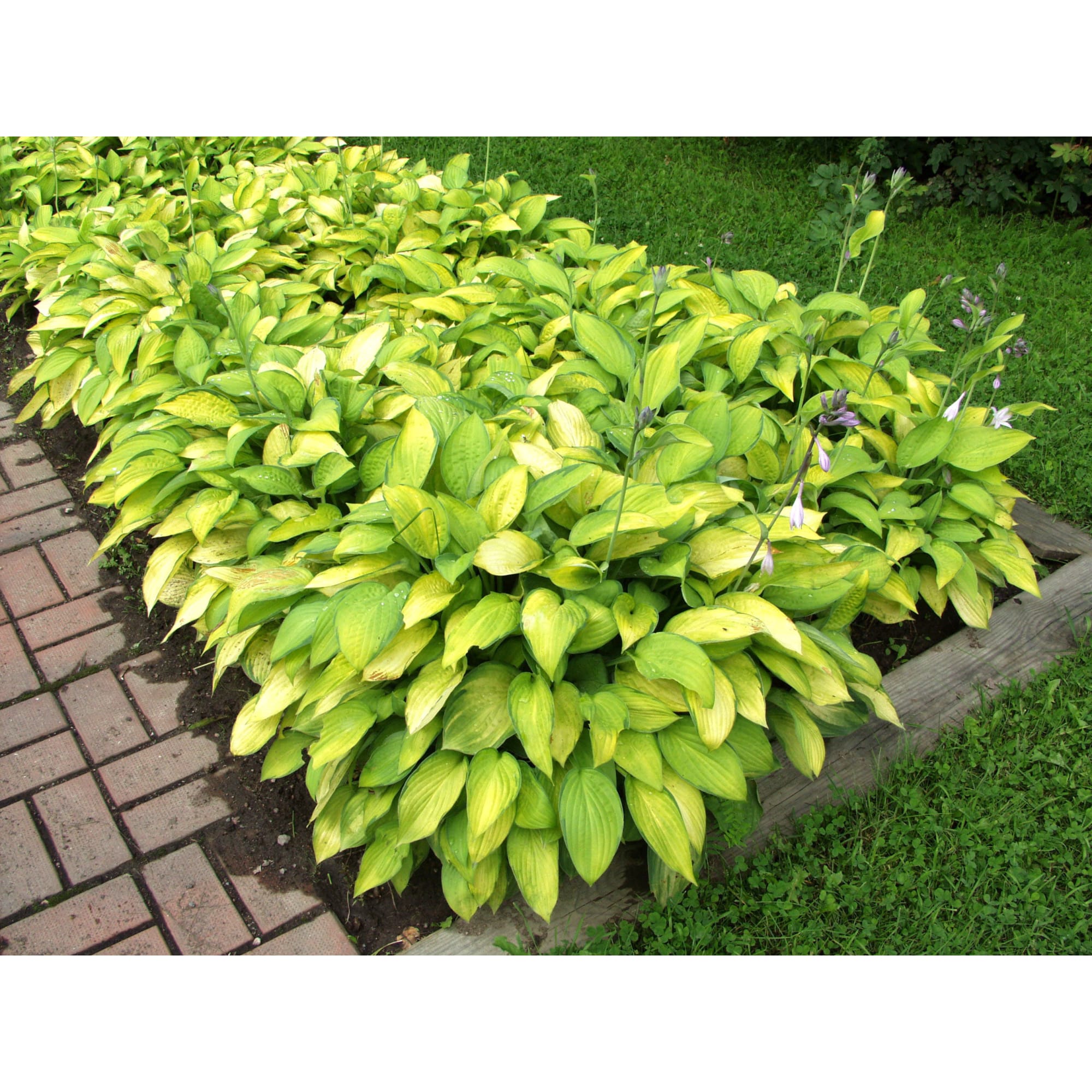 82625338 Хоста «Голд Стандарт» 15x40 см Santreyd 