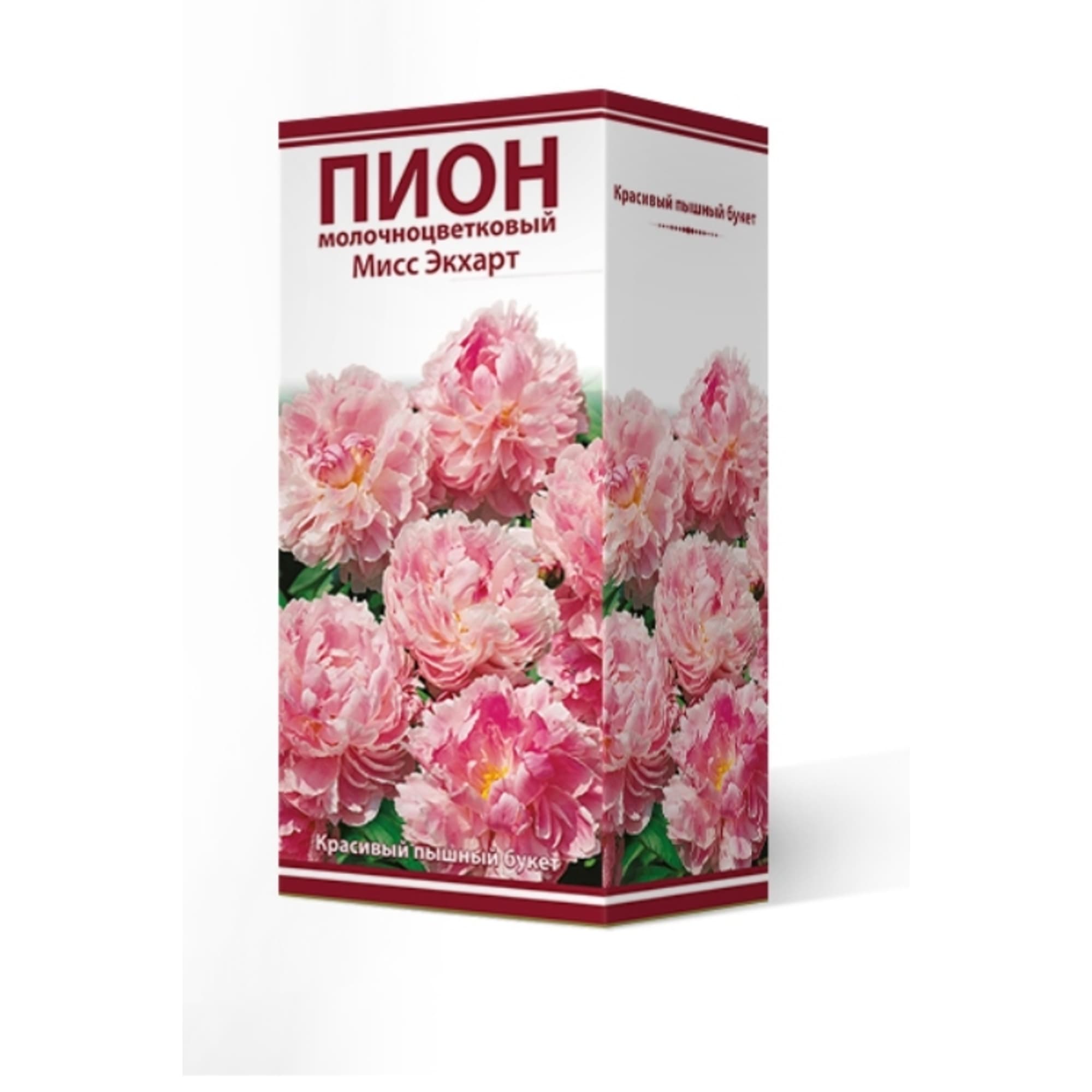 83600231 Пион травянистый Мисс Экхарт луковица 2-3 Santreyd 