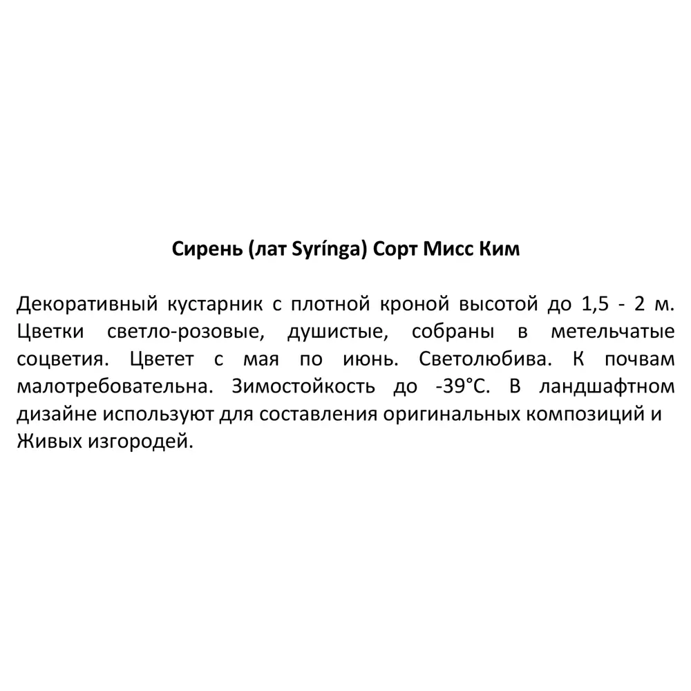 Сирень сортовая Santreyd - ароматное украшение сада 85606571 STLM-0064528 - Вид №3