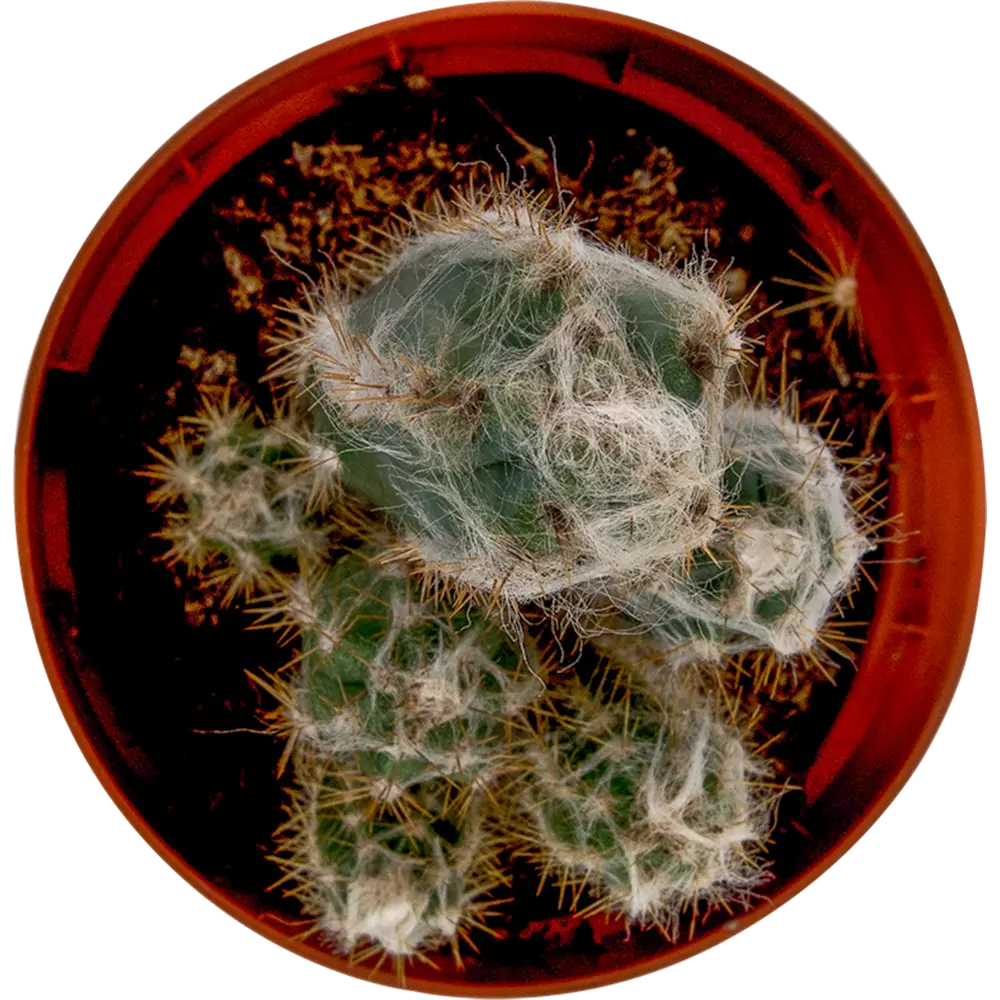 Santreyd: Кактус мамиллярия с декоративной опушкой 85x15 см 13534044 STLM-0003272 - Вид №1