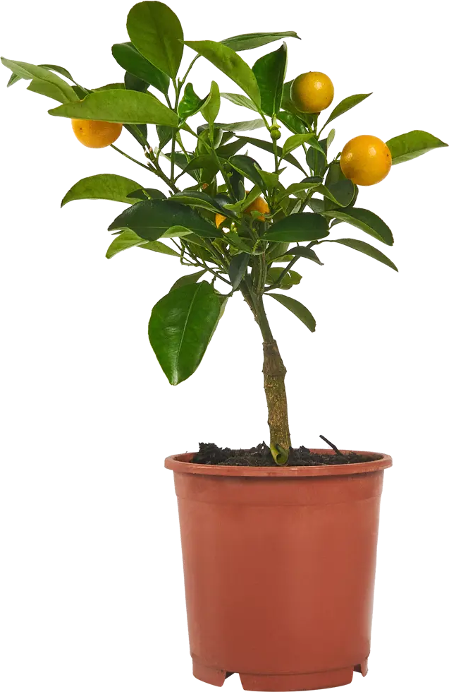 Santreyd Цитрус микс — декоративное растение для интерьера 83985979