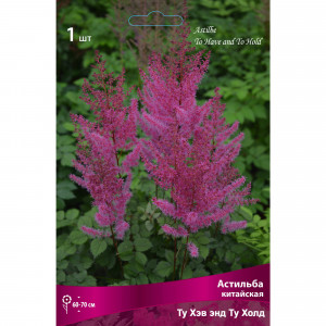 88294700 Астильба китайская Ту хэв энд ту холд луковица I