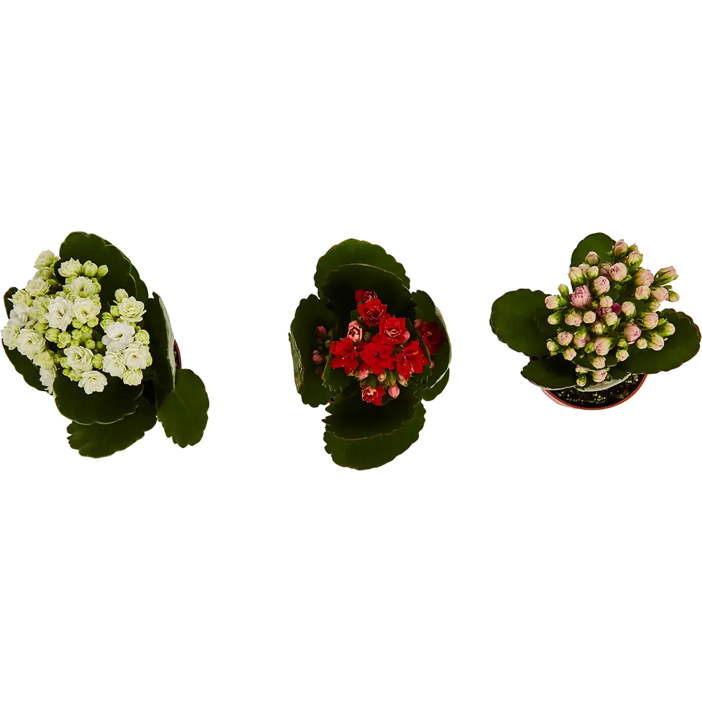 Santreyd Каланхоэ мини микс - цветущий суккулент для дома 82579806 STLM-0030534 - Вид №5