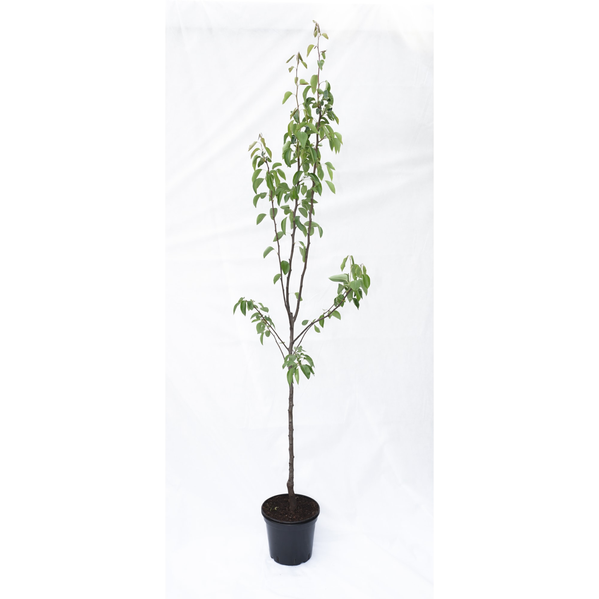 85325566 Груша Москвичка ø25 h100 см Santreyd 