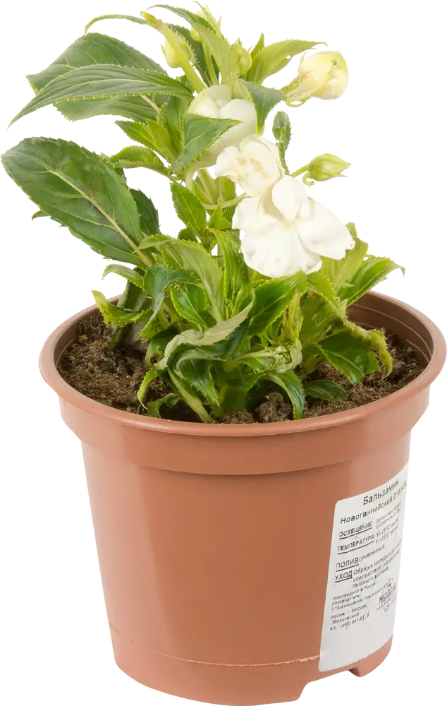 Бальзамин Santreyd - яркий комнатный цветок с непрерывным цветением 12510702