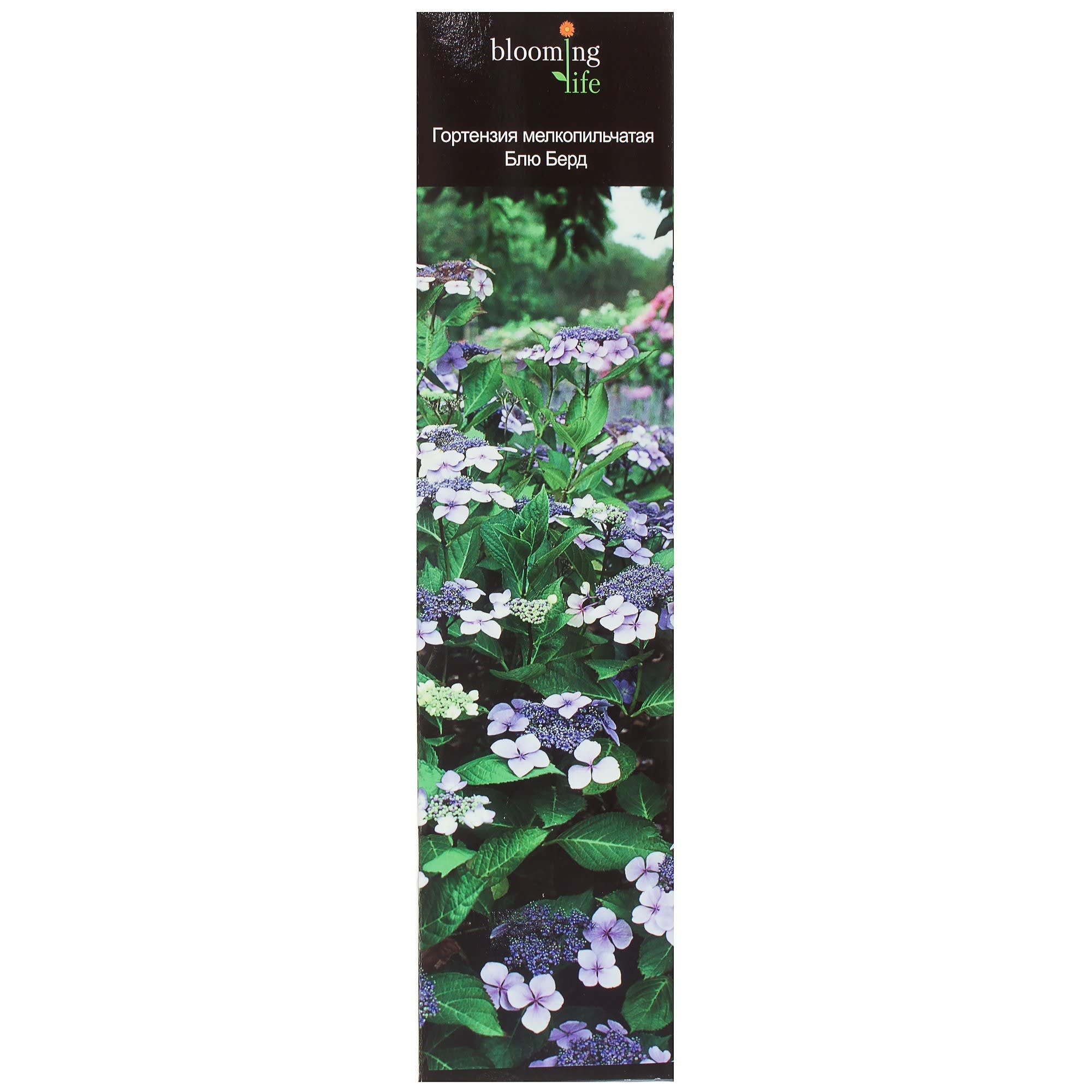 81948497 Гортензия мелкопильчатая «Блю Берд» (в тубе) Santreyd 