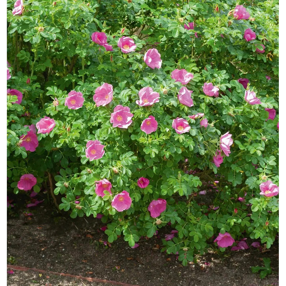 Роза морщинистая Рубра ø18 h40 см 89365236 STLM-2175623 PLANTMARKET 