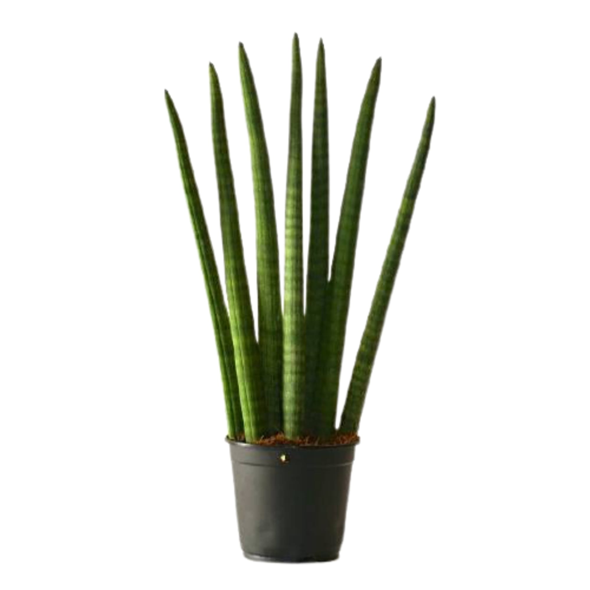 85194320 Сансевиерия микс ø9 h25 см Santreyd 