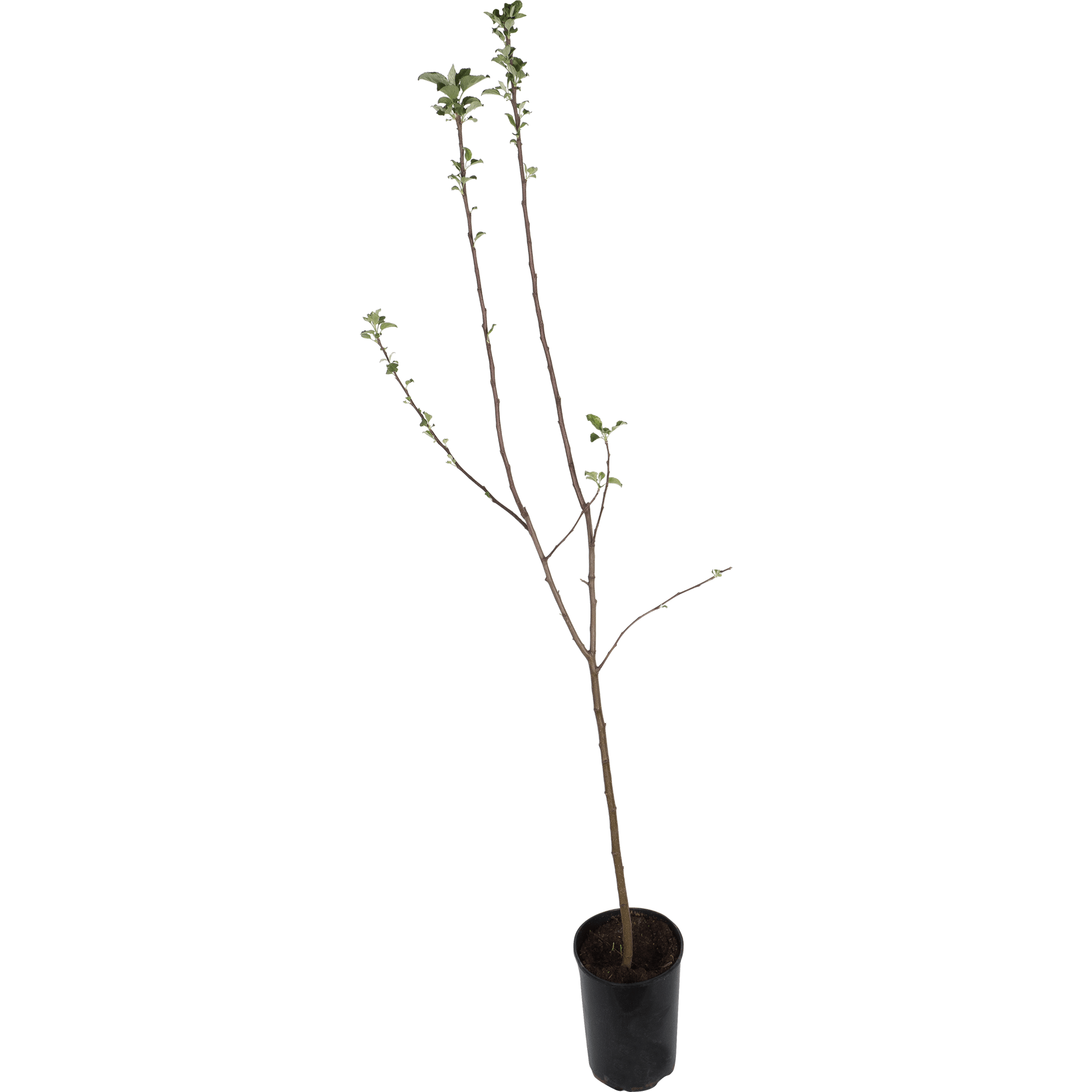 82237819 Яблоня «Мантет» С7 120-180 см Santreyd  - Вид №1