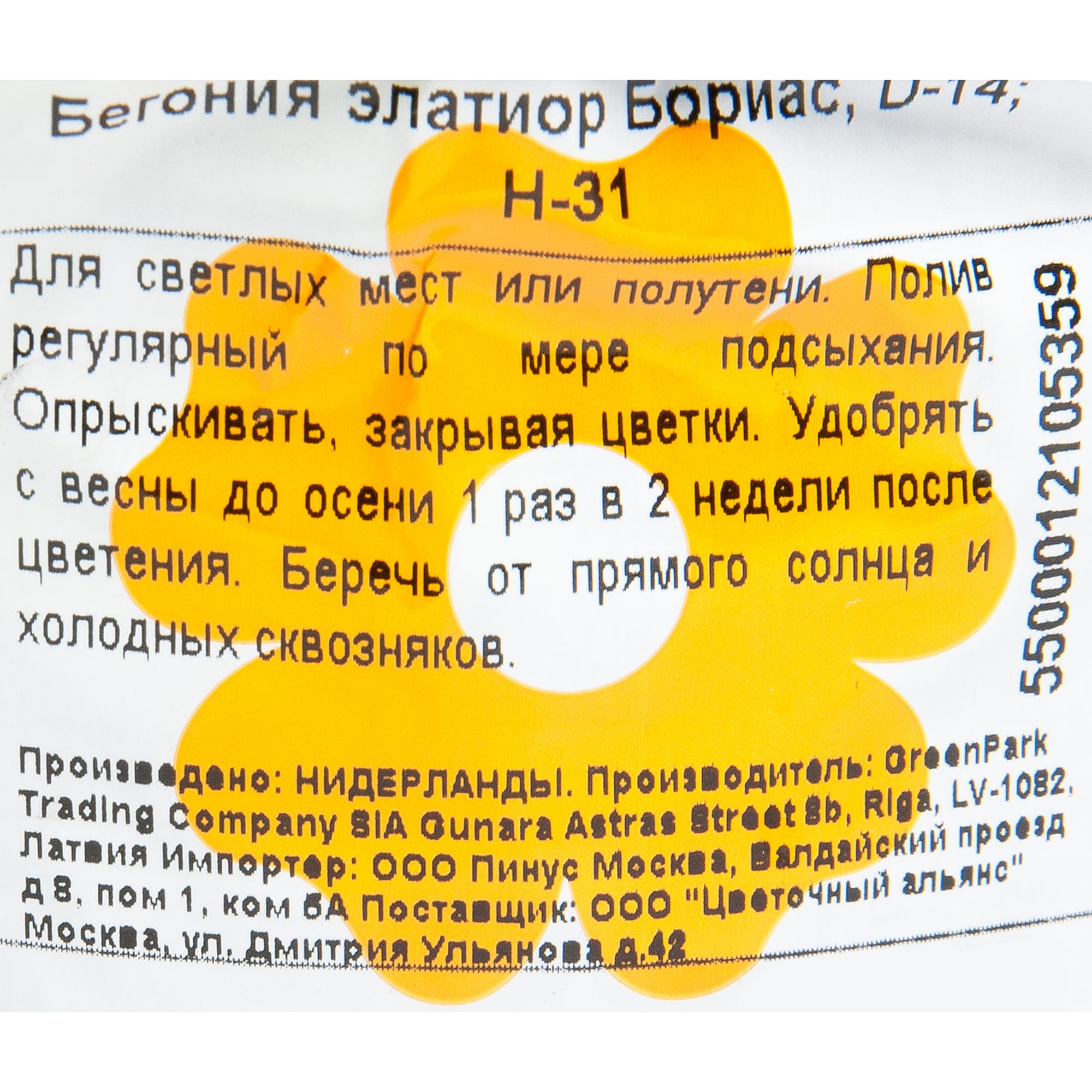 82207295 Бегония «Элатиор Бориас» 14х31 см Santreyd  - Вид №2