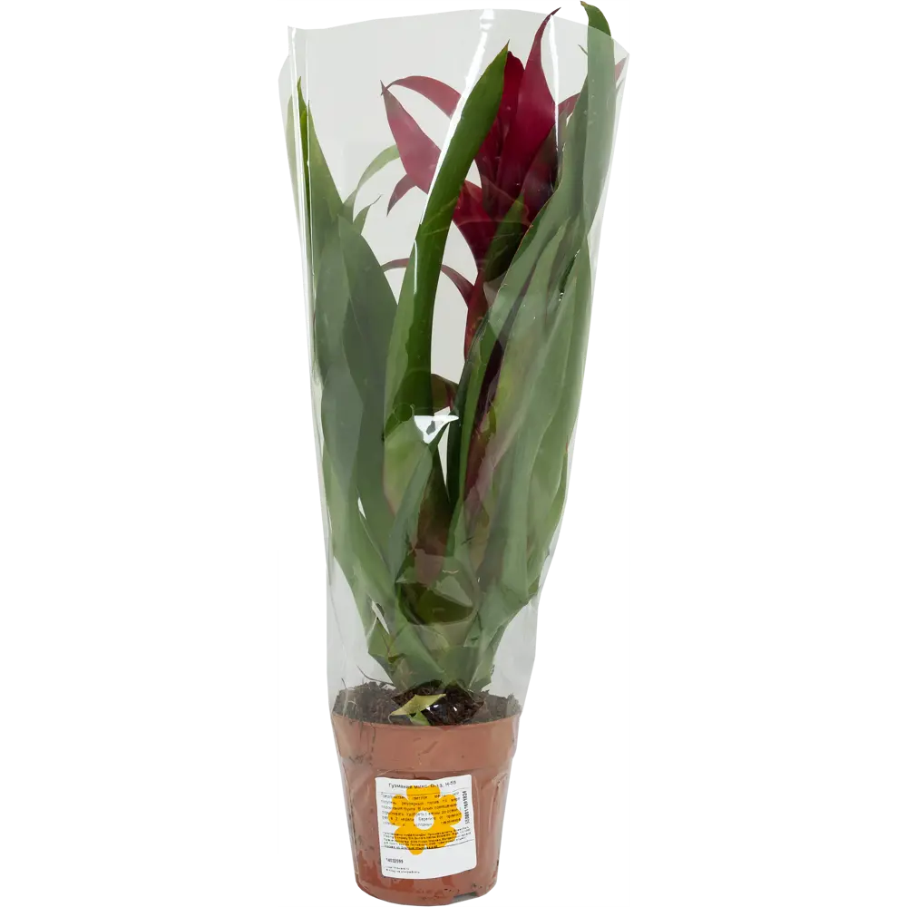 Гузмания микс Santreyd — экзотический акцент для интерьера 14032599 STLM-0004211 - Вид №2