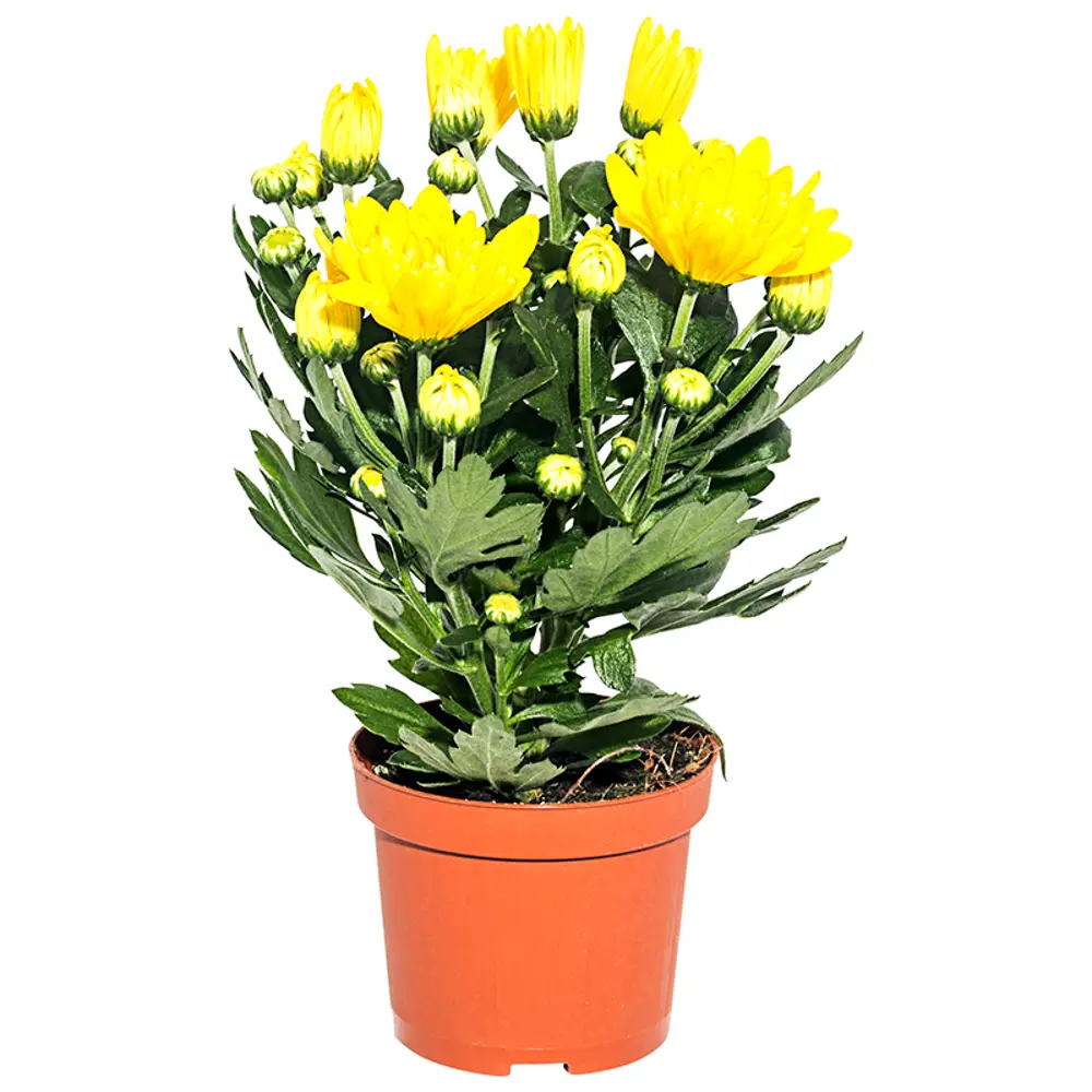 Santreyd Хризантема микс - цветущее настроение в вашем доме 13974234 STLM-0964056