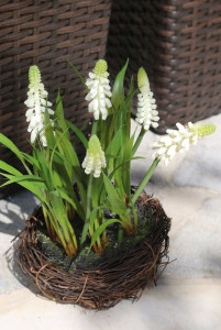 3061 778 a3 Искусственный виноградный гиацинт в корзине из хвороста, 19см, Ø25см, кремово-белый H-andreas