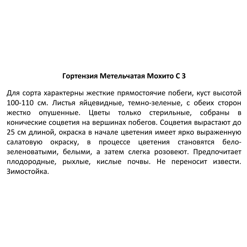 Гортензия метельчатая Мохито ø17 h20 см 89369802 STLM-2173053 Santreyd  - Вид №2