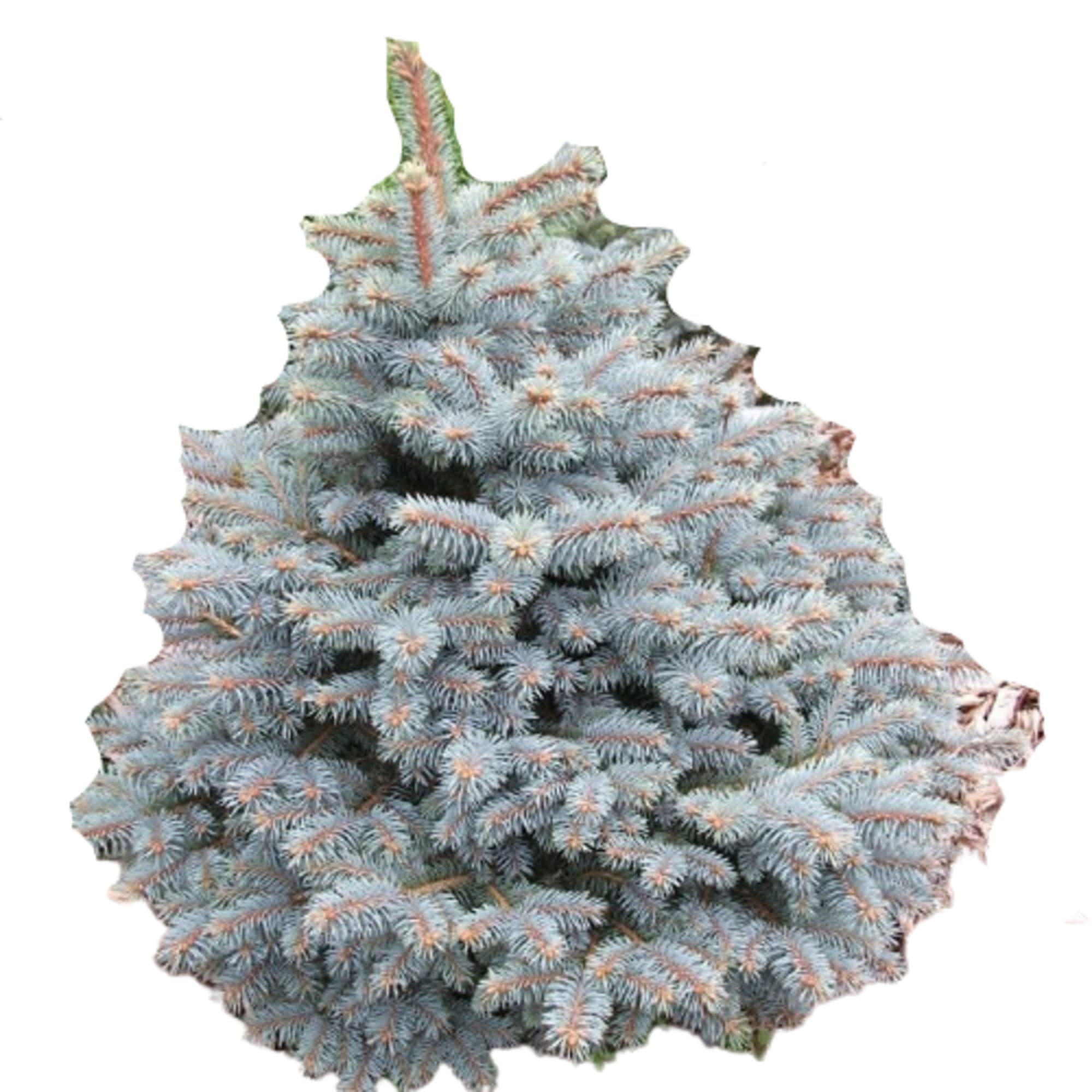 85166691 Ель колючая Хупси ø42 h60-80 см Santreyd 