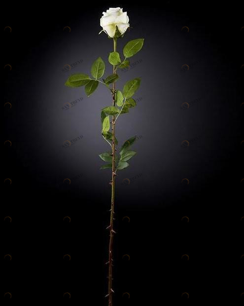 VGnewtrend Искусственное растение из полиэстера  1001654.95 