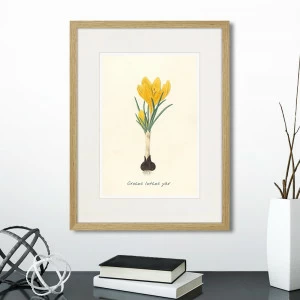 Картина в раме 32х42 см Botany illustration №10, 1836г. КАРТИНЫ В КВАРТИРУ  264493 Желтый;зеленый;разноцветный