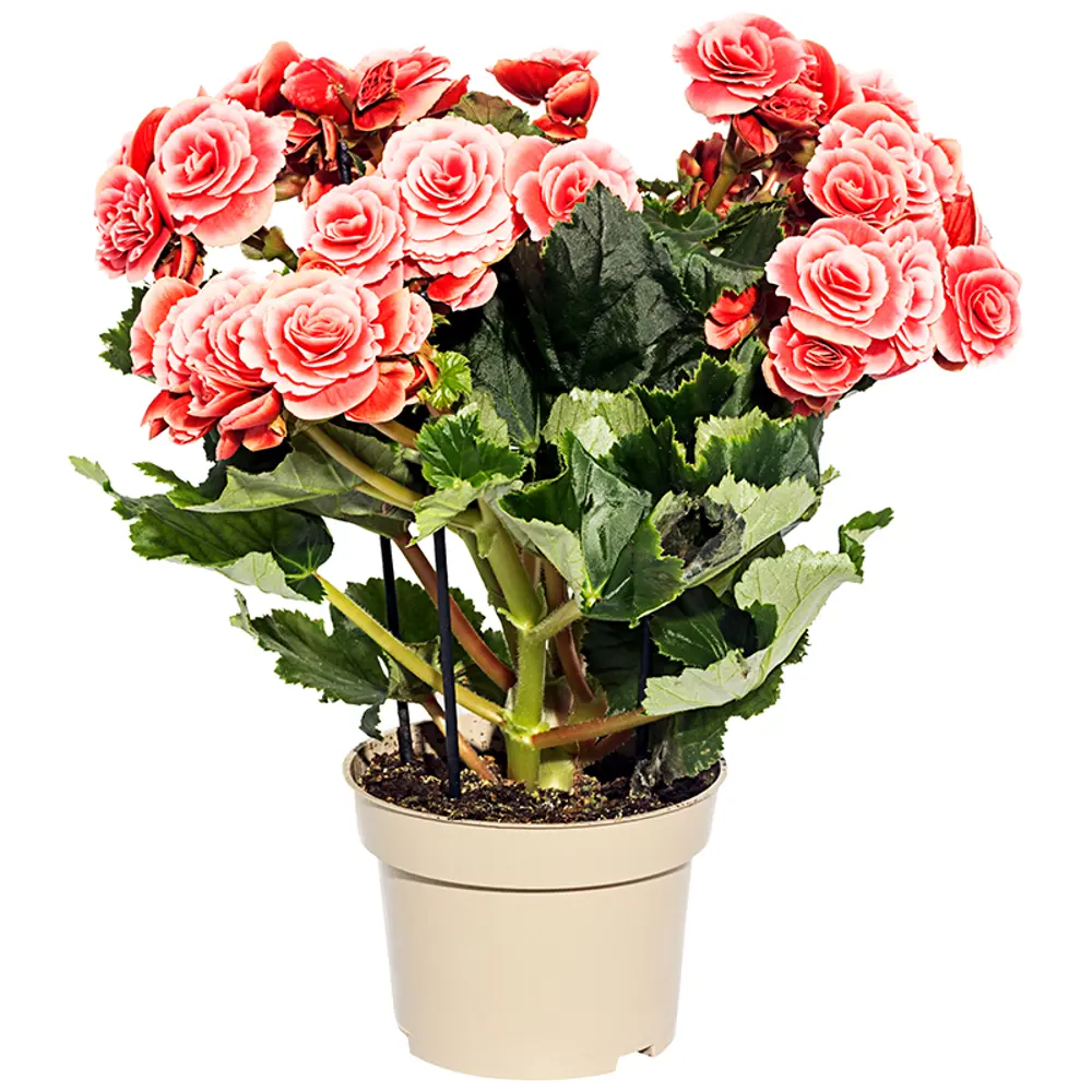 Бегония Дабл микс 13x30 см 14750321 STLM-2112957 Santreyd 