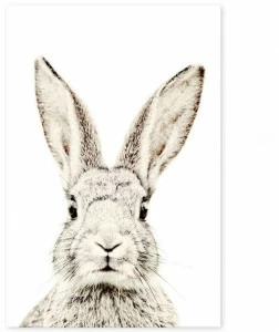 Groovy Magnets Магнитный плакат Animal Pos-62-r