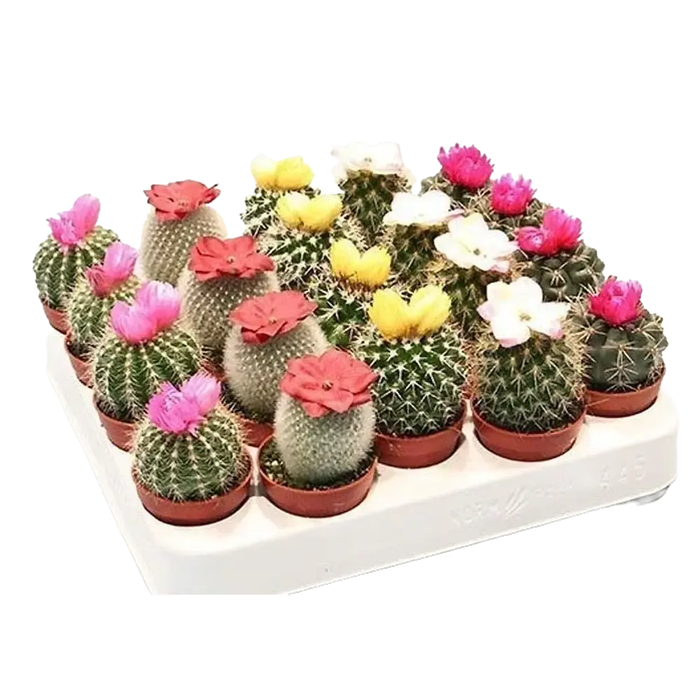 Santreyd Кактус микс с декоративными цветами для интерьера 14470927 STLM-0004983 - Вид №3