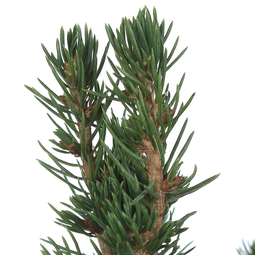 Ель канадская «Коника» C3, 50+ см 81969327 STLM-2081839 PLANTMARKET  - Вид №1