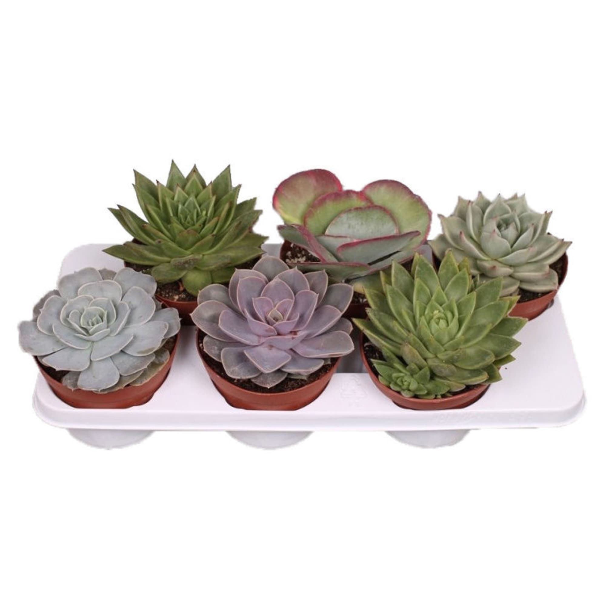 82877381 Суккулент микс 4 варианта 12x25 см Santreyd 