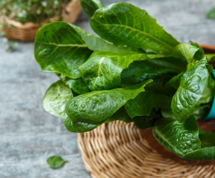 7404 Салат "Романо" в горшочке Выращено Рядом (iFarm) Вкусляндия  - Вид №1