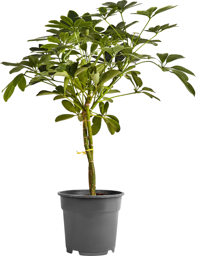 Santreyd Полисциас Шеффлера - изящное комнатное растение с декоративной листвой 85324952