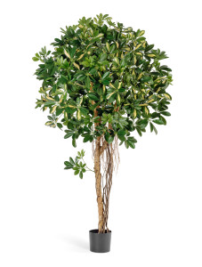 10.38304NW Шеффлера зонтичная пёстрая Цветочная коллекция