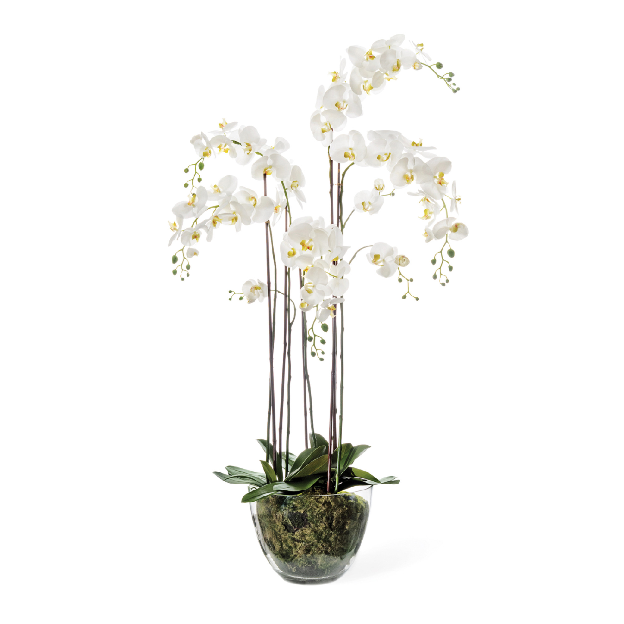 2000983190109 Орхидея Фаленопсис белая COSMO RED 