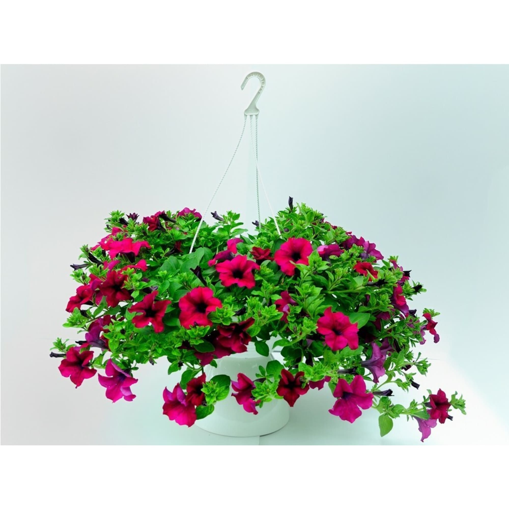 83248479 Петуния в кашпо ø15 h25 см Santreyd 