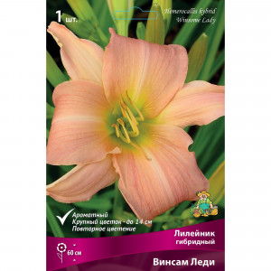 88295001 Лилейник гибридный Винсам леди луковица I