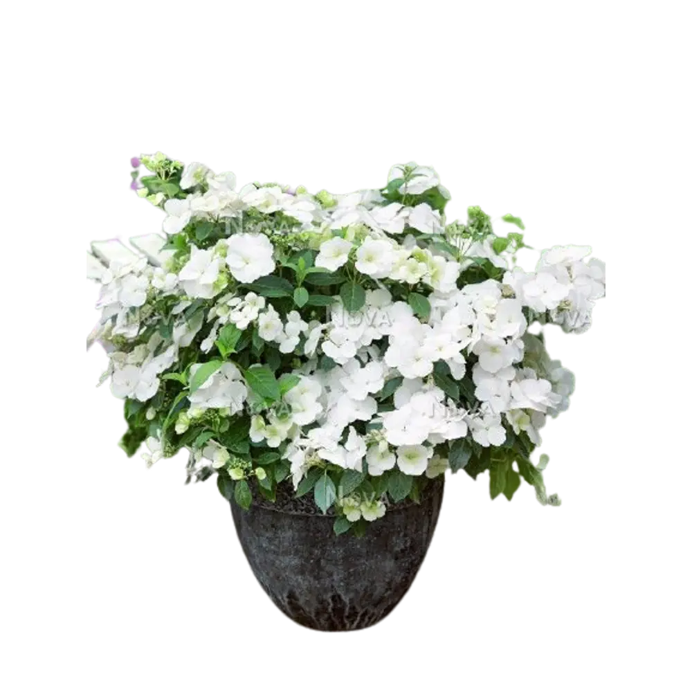 Гортензия метельчатая Октобер Брайд ø15 h35 см 84831977 STLM-2062994 PLANTMARKET 