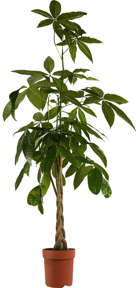 Santreyd Пахира Акватика — изящное комнатное дерево с пышной кроной 84586934