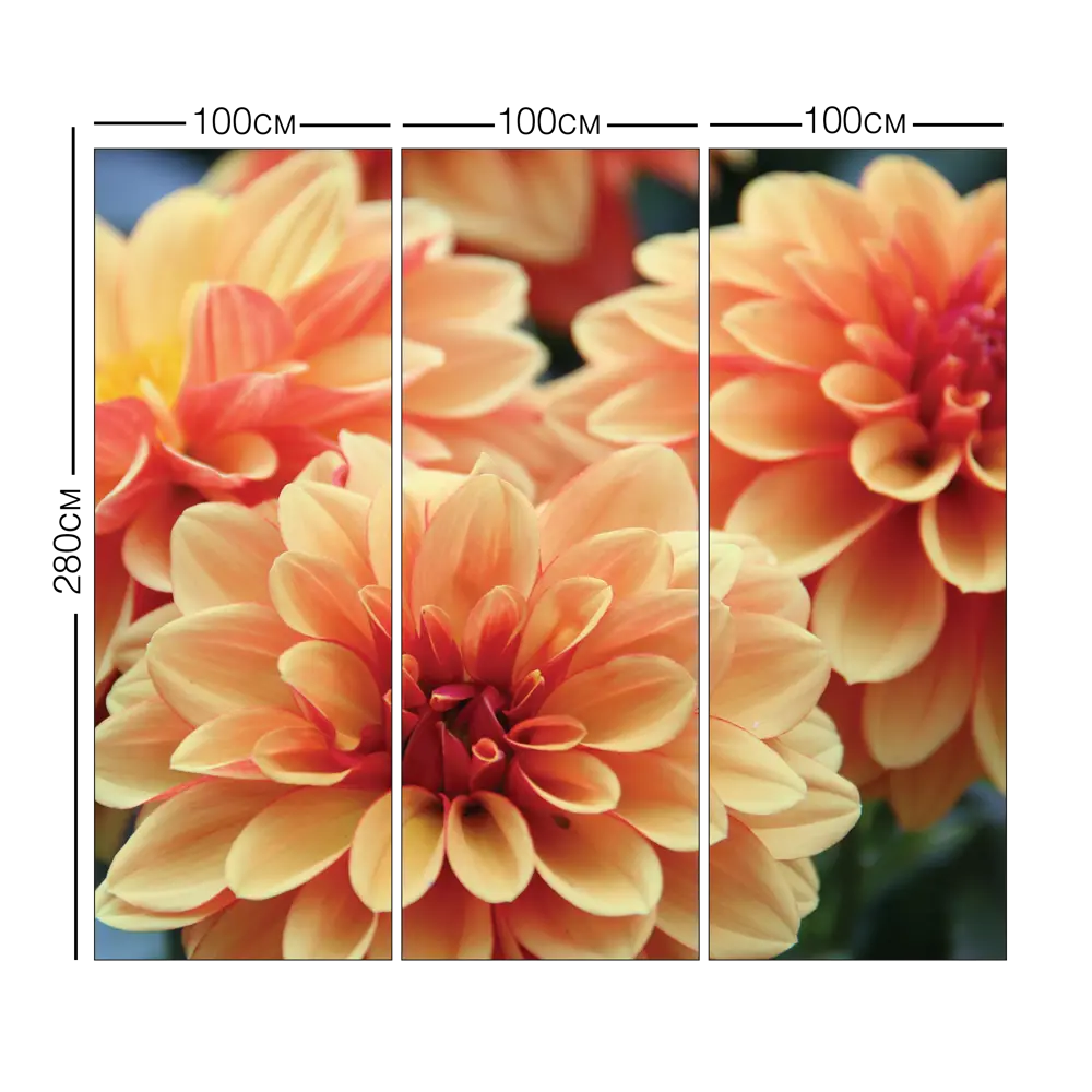 Фотообои 3D Flizart «Оранжевые георгины», флизелиновые, 300x280 см FBRUSH STLM-2158105 - Вид №3
