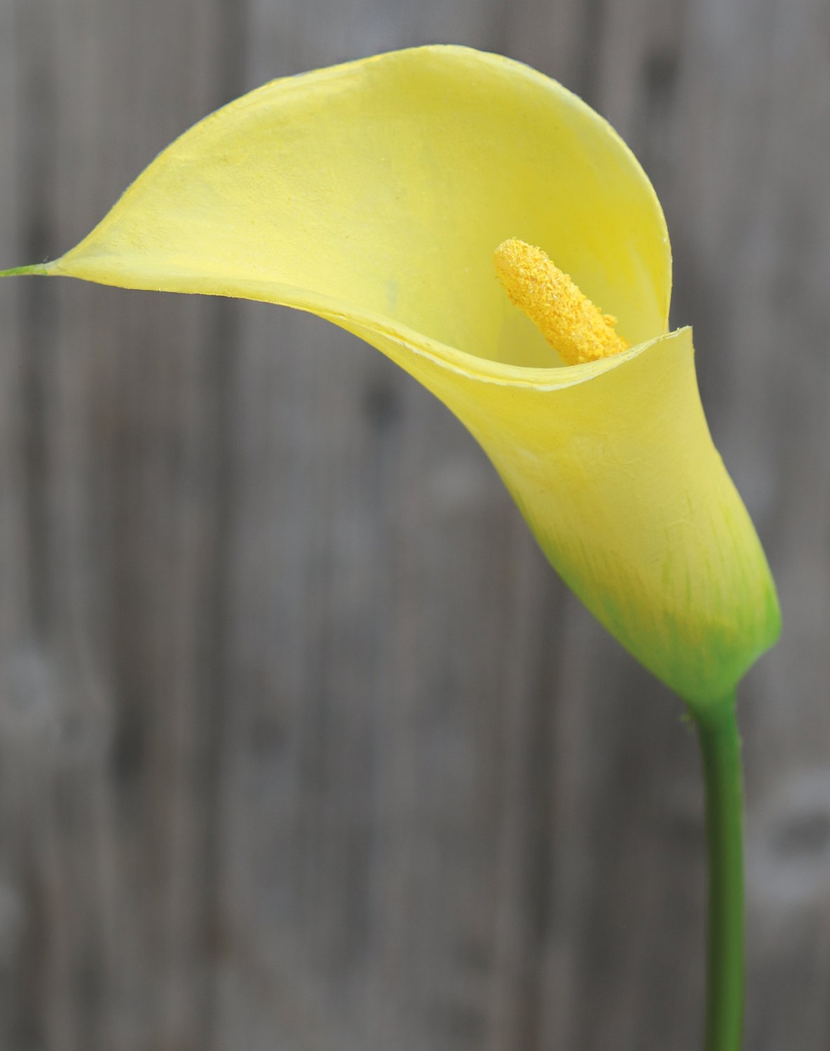3975 330 a1 Искусственный цветок калла лилия, синтетический материал, 65 см, желтый H-andreas  - Вид №3