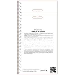Ирис бородатый Кантина