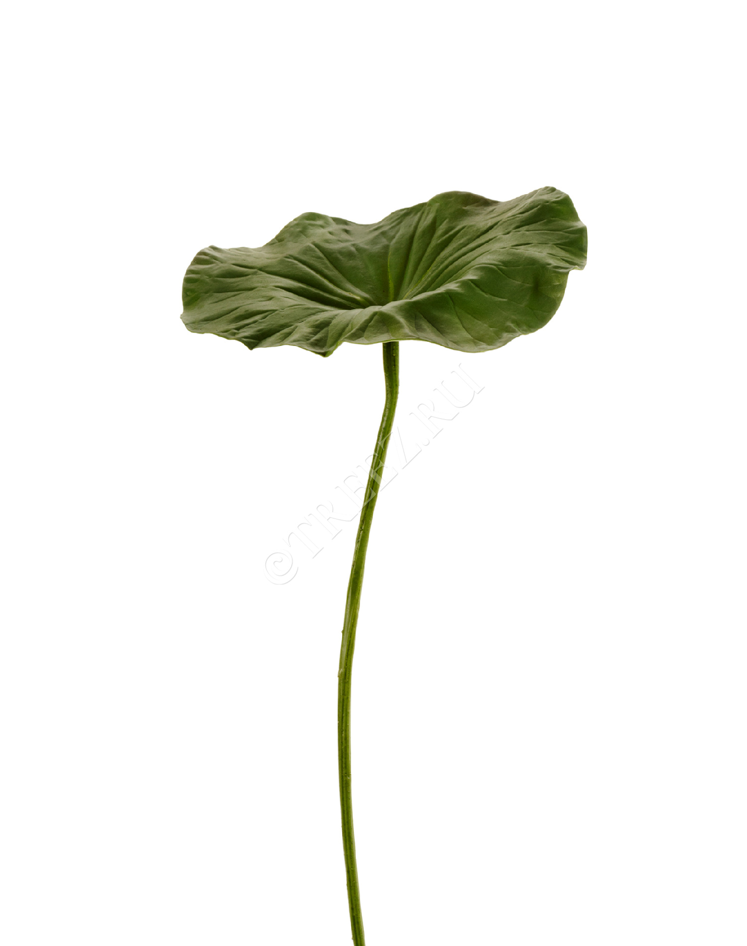 30.11170023GR Лист Лотоса Цветочная коллекция 