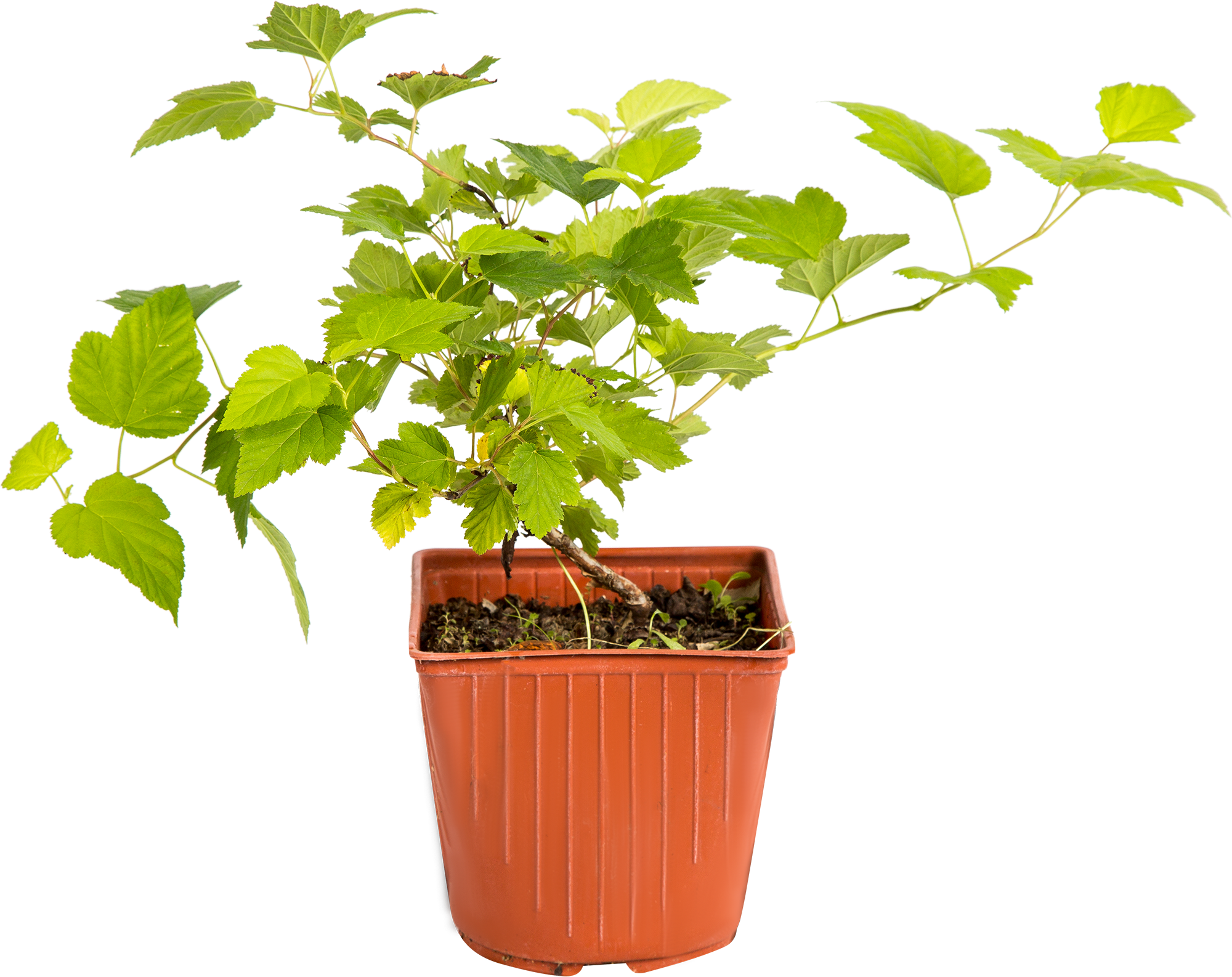 Пузыреплодник Ауреа Santreyd - золотистый кустарник для сада 18321048 STLM-0010258