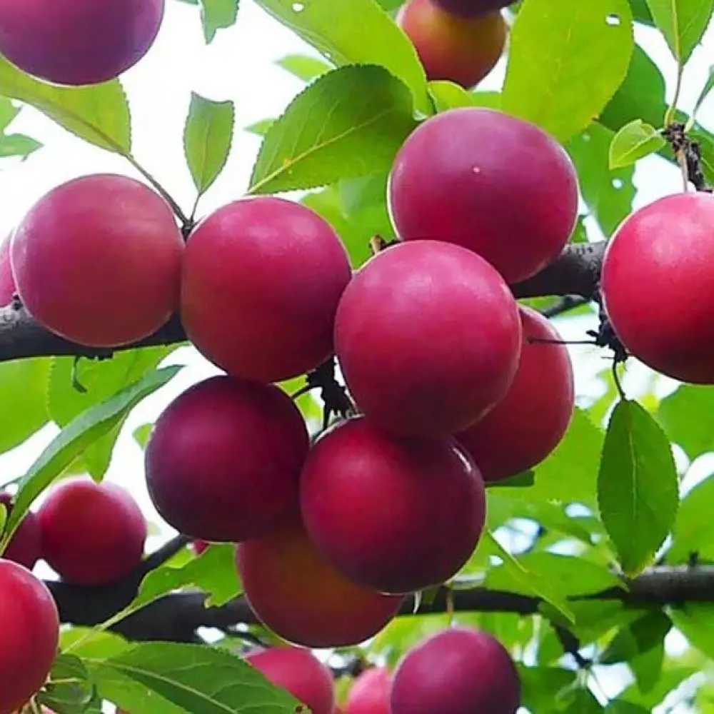 Алыча Путешественница ø22 h120 см PLANTMARKET STLM-2094201