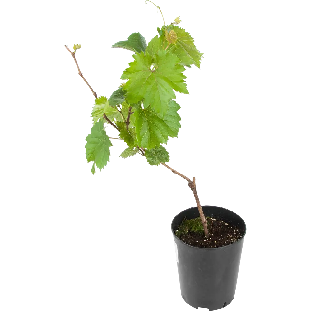 Виноград плодовый «Ливия» 19x55 см 82625413 STLM-2150492 PLANTMARKET 