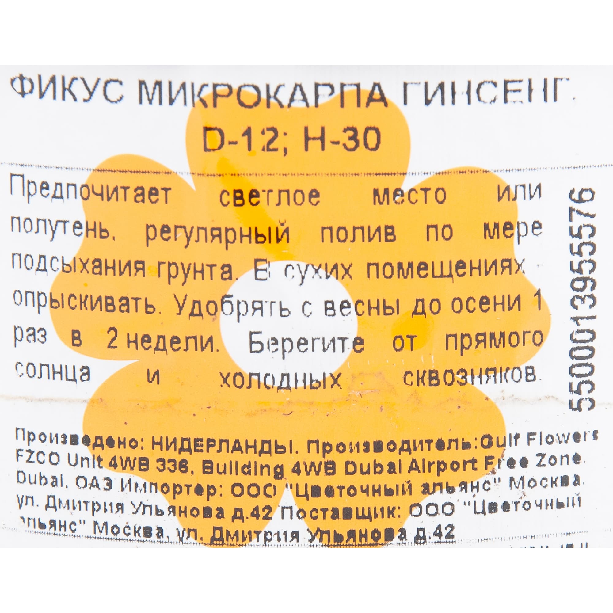 82850362 Фикус микрокарпа "Гинсенг" 12х30 см Santreyd  - Вид №2