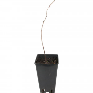 82597098 Малина «Гусар» C2 высота 40 см