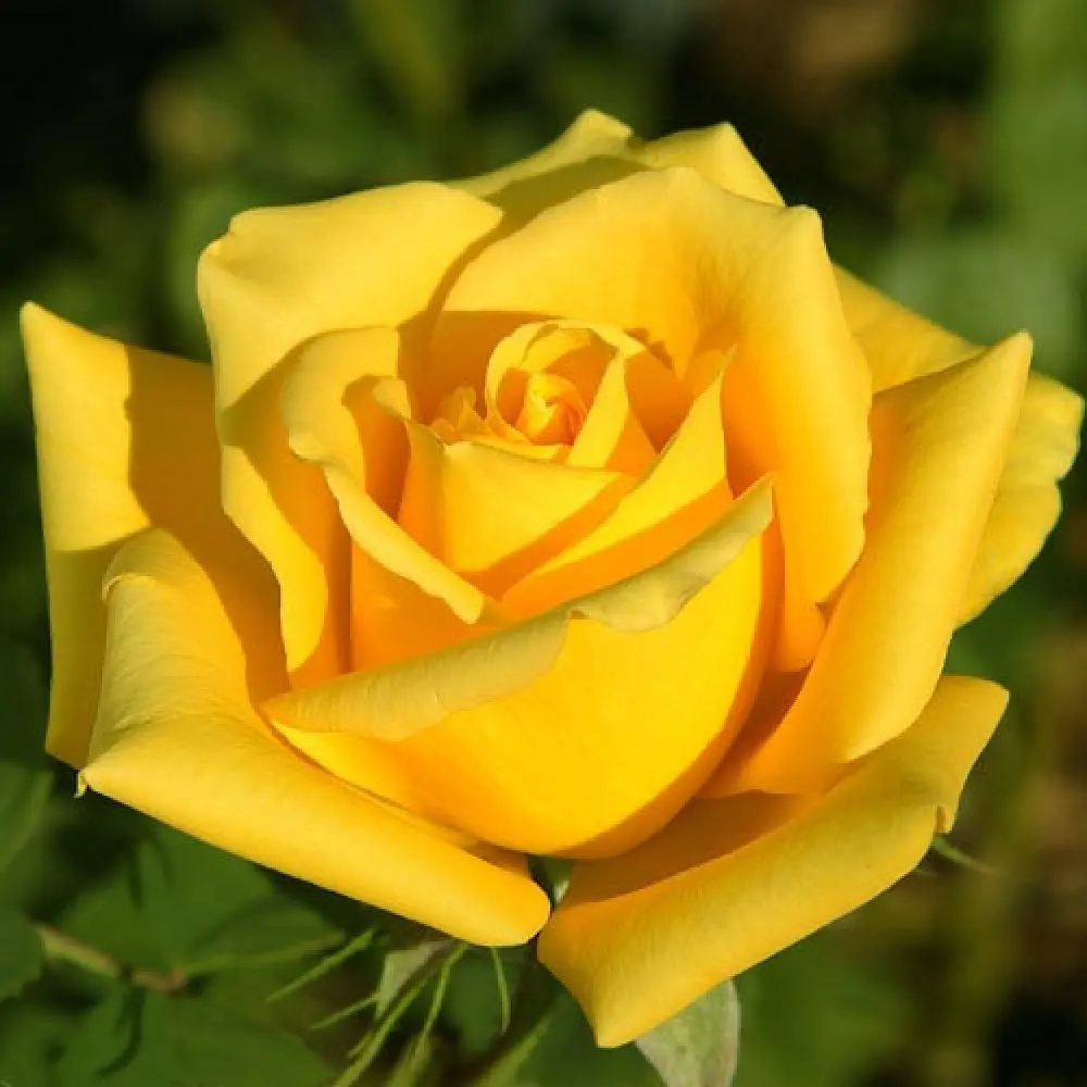 Роза чайно-гибридная Махана ø18 h20 см 89465426 STLM-2143332 PLANTMARKET 