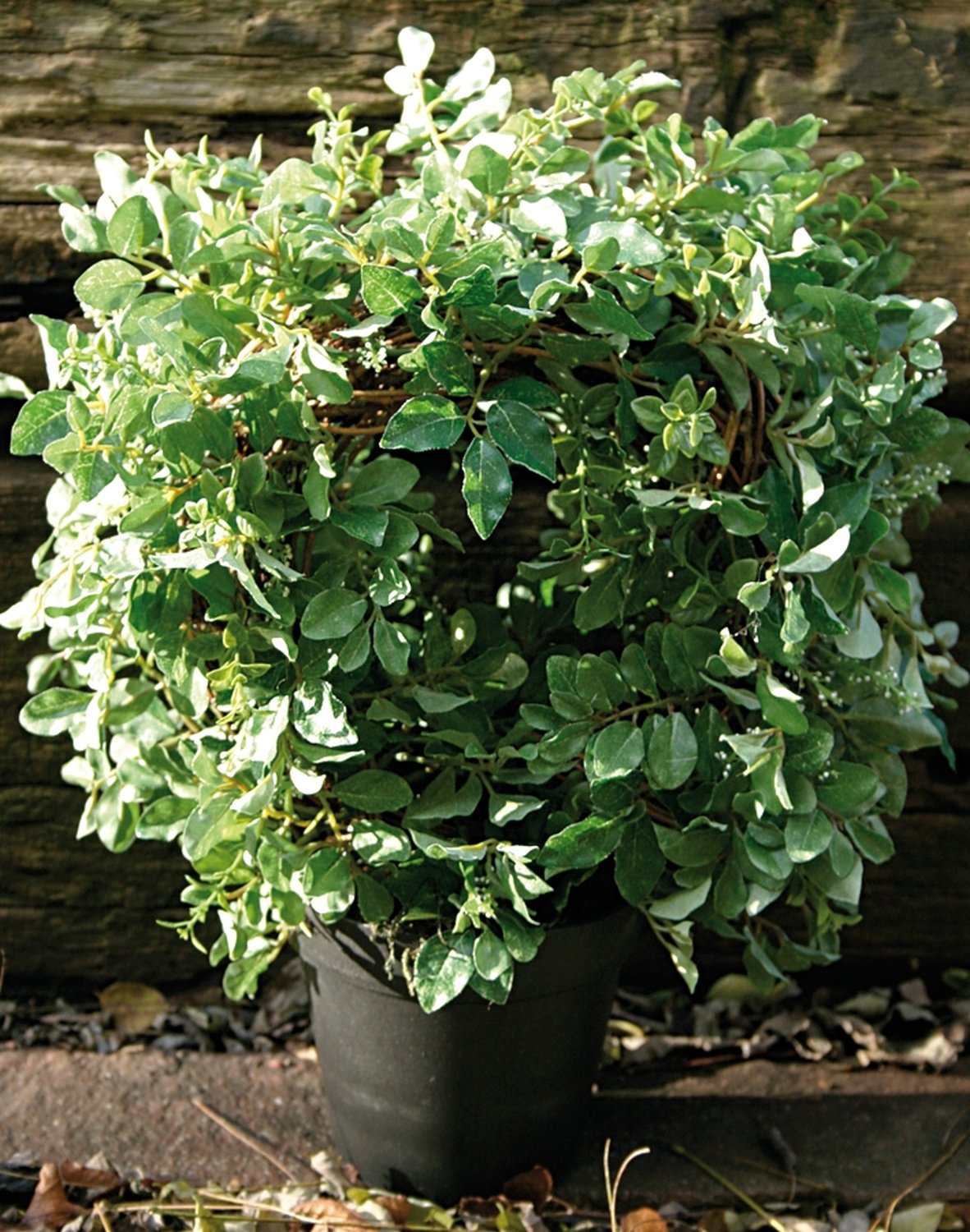 4990 883 a3 Венок из самшита, горшок, 34 см, зеленый H-andreas  - Вид №1