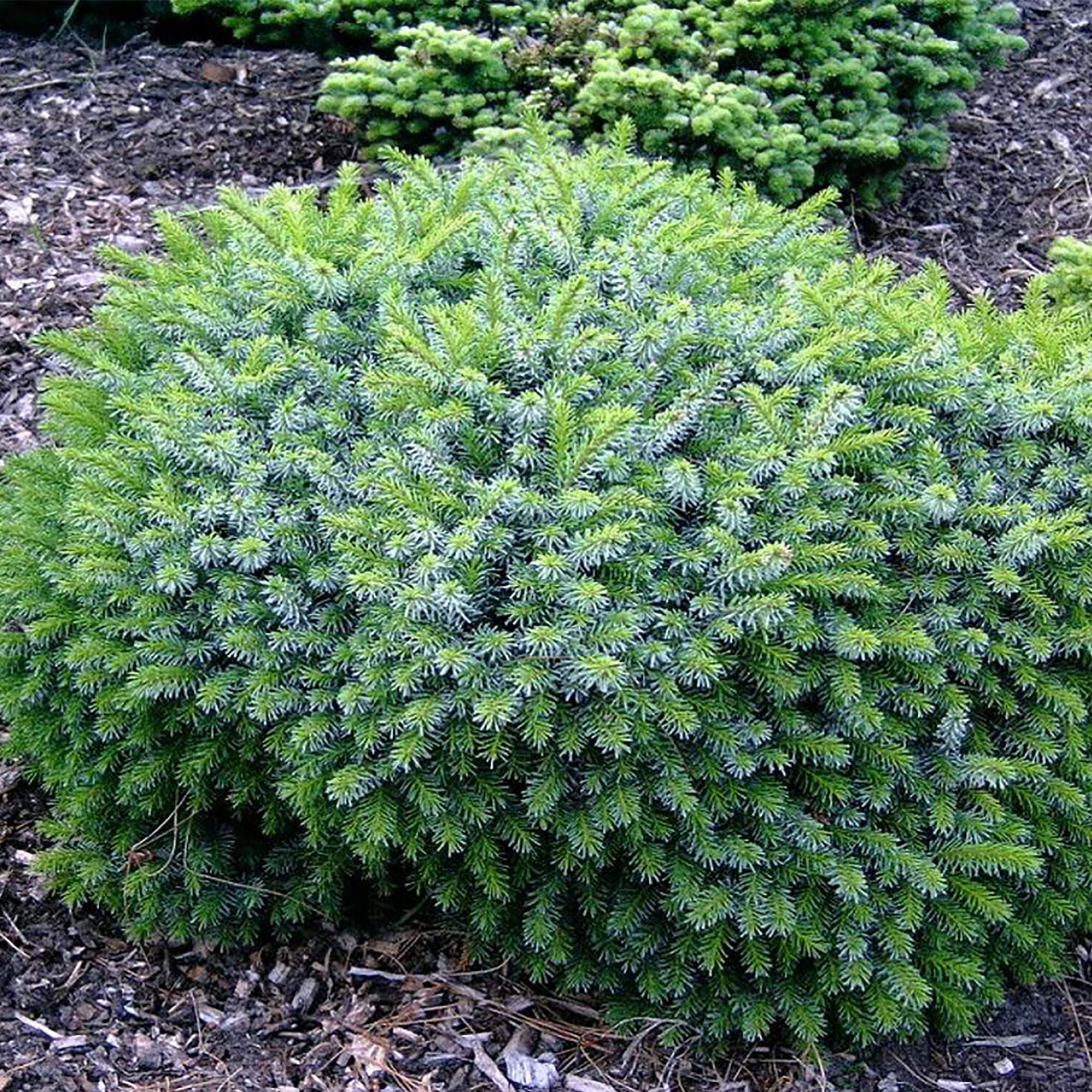 18470254 Ель серебристая «Карел», С2/20-30 см Santreyd  - Вид №2