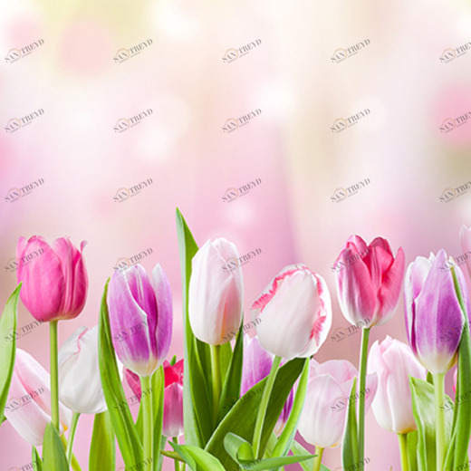 D2-027 Фотообои DIVINO Collection D 1.47х3 м D2027