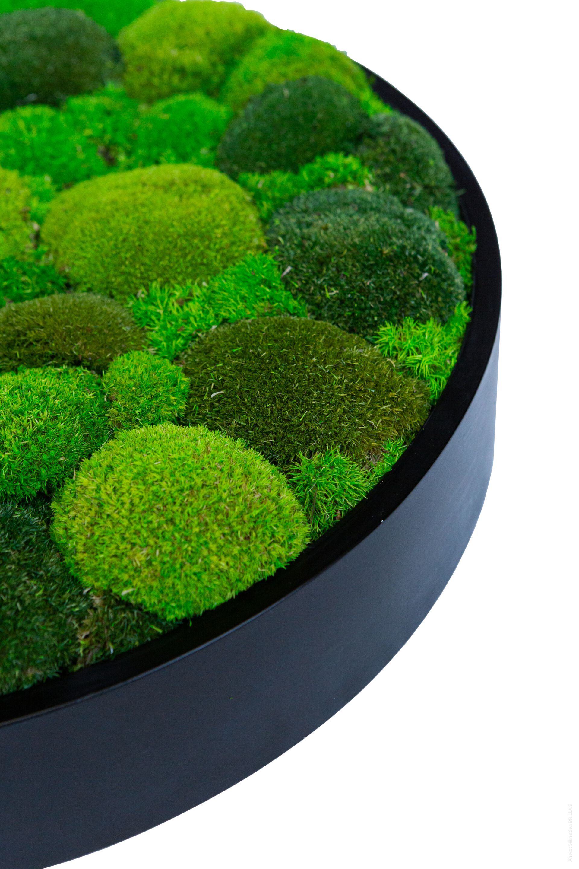 Растительная картина в лишайниках Tecsound PureKustik ARCH-00012362