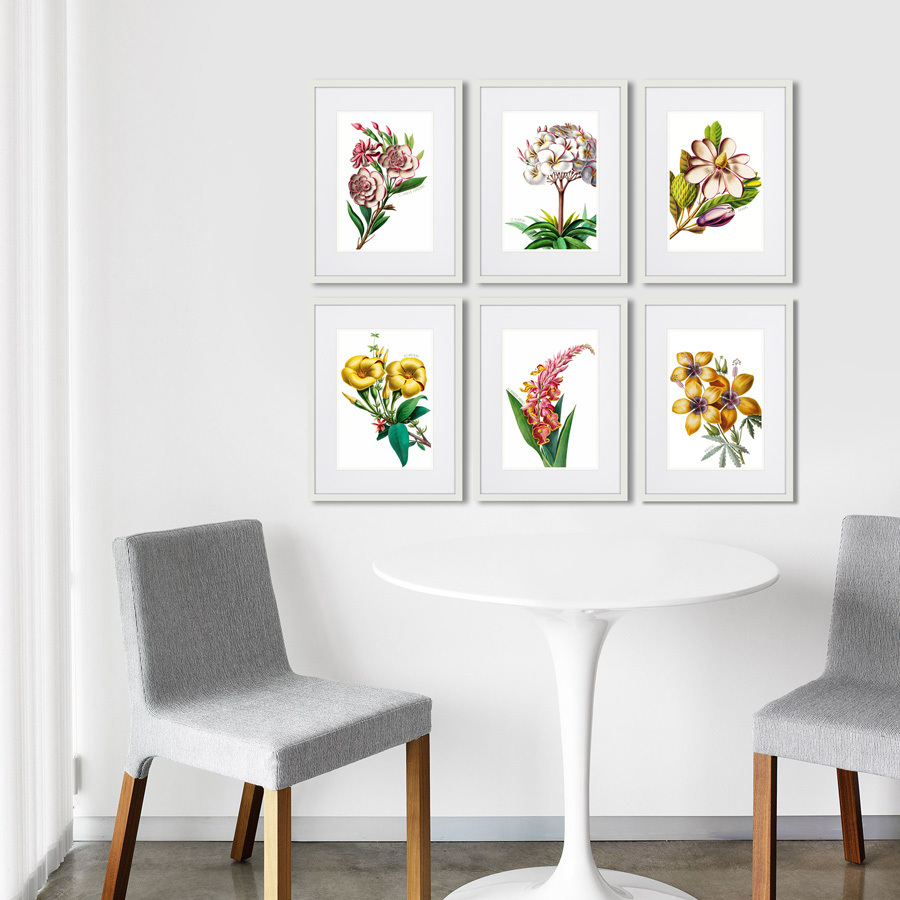 Литография на тонированной бумаге 42х32 см Caribian Flora Pink Alpinia, 1740г. КАРТИНЫ В КВАРТИРУ  264448 Белый;коричневый;разноцветный  - Вид №2