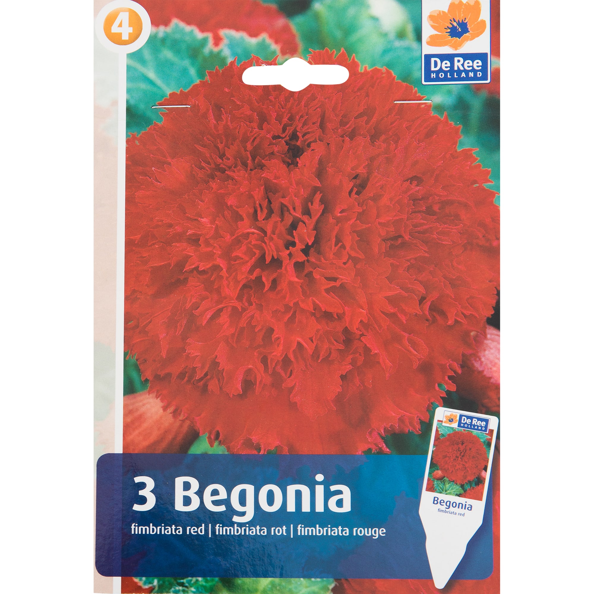 82539271 Бегония фимбриата красная Santreyd 